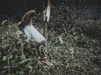 Close-up of bird on field