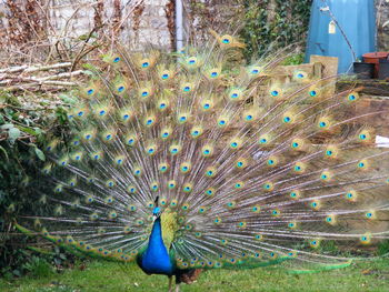High angle view of peacock on grass