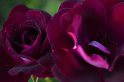 Close-up of pink rose