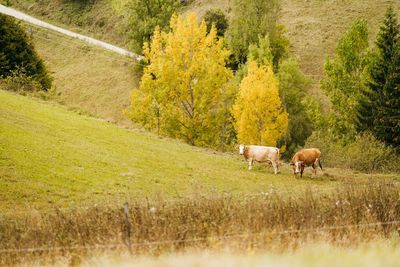 Cows in a field