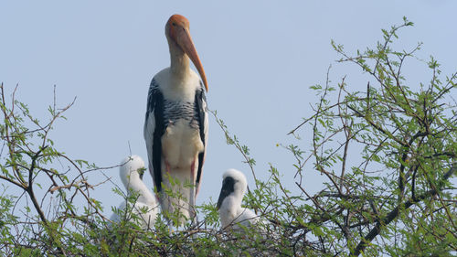 Low angle view of bird perching on tree against sky