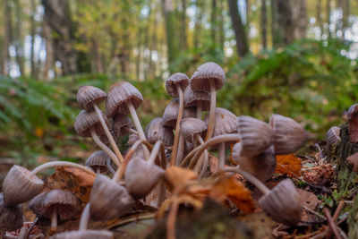 Close-up of mushrooms growing in forest