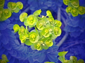 Close-up of purple flowering plant