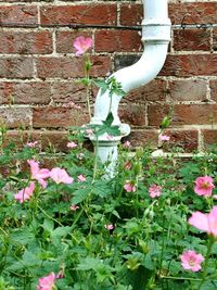 Close-up of pink flowers blooming outdoors