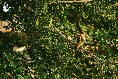 Close-up of lizard on tree