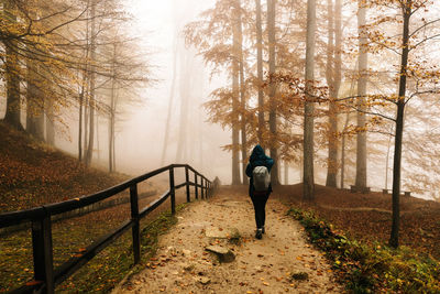 Rear view of woman walking in forest, on a foggy autumn day.