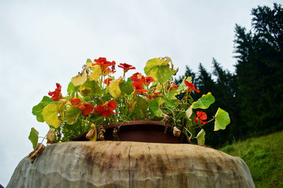 Close-up of red flowering plant against sky