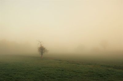 Trees on field against sky during foggy weather