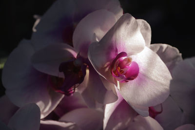 Close-up of pink roses