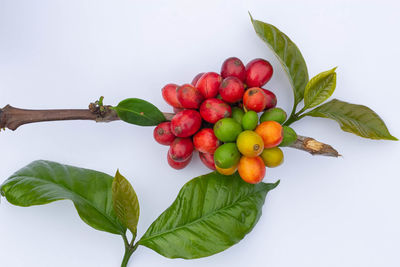 Directly above shot of berries on plant against white background