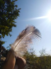 Hand holding plant against sky