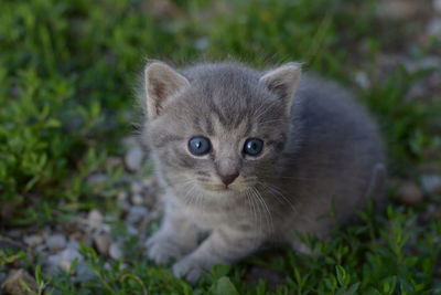 Portrait of kitten on field