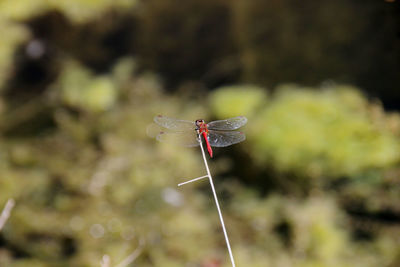 Close-up of damselfly on leaf