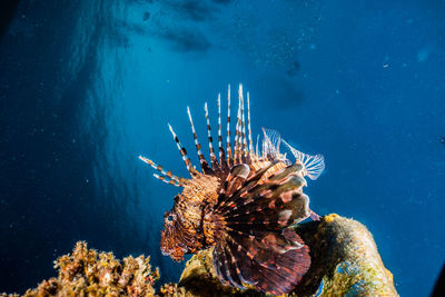 Lionfish in the red sea colorful and beautiful, eilat israel a.e