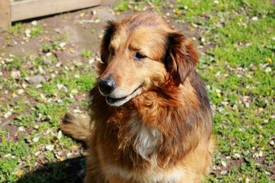 Close-up of dog looking away on field