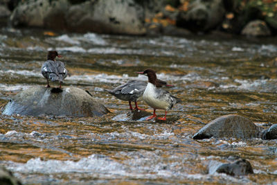 Birds in lake