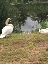 Birds in calm lake