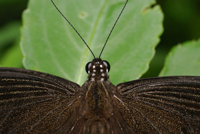 Close-up of insect on leaf