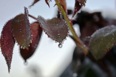 Close-up of raindrops on leaves during winter