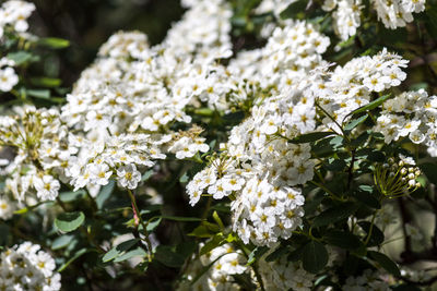 Close-up of white flowering plants