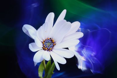 Close-up of white flower against blue sky