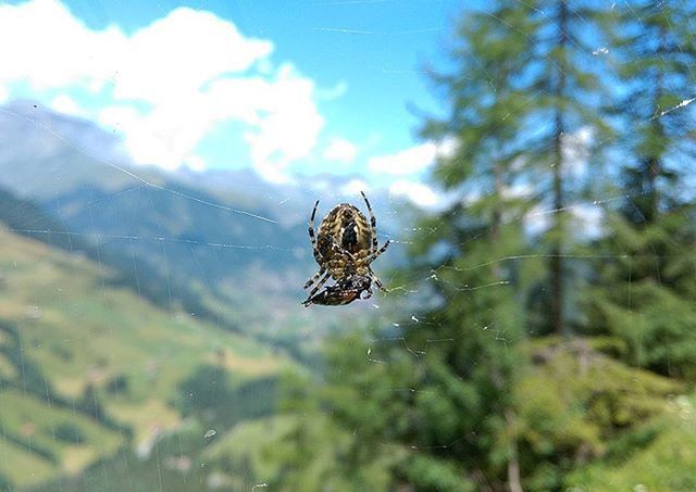 animal themes, animals in the wild, one animal, wildlife, insect, focus on foreground, nature, close-up, beauty in nature, selective focus, natural pattern, no people, outdoors, day, plant, sky, low angle view, tranquility, tree, spider web