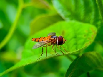 Close-up of insect on leaf