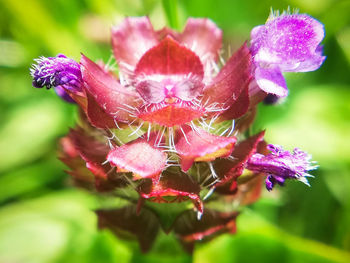 Close-up of purple flowering plant