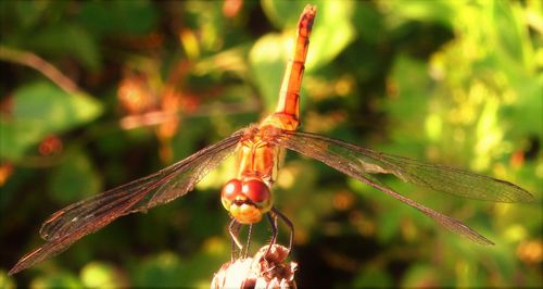 Close-up of insect on plant