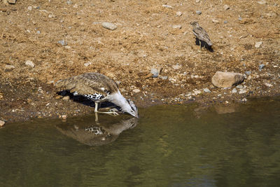 High angle view of bird drinking water