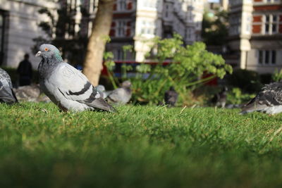 Close-up of bird perching on grass