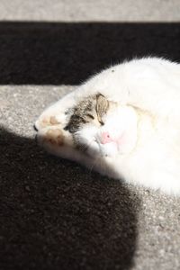 Close-up of cat sleeping