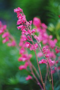 Close-up of pink flowering plant