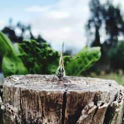 Close-up of insect on tree stump