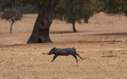 Horse running on a field