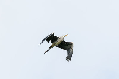 Low angle view of bird flying against clear sky