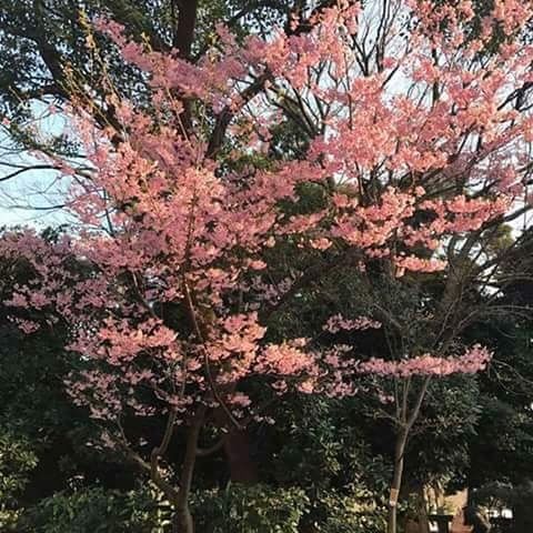 LOW ANGLE VIEW OF TREE WITH PINK BLOSSOM