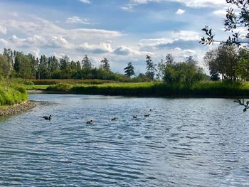 View of ducks swimming in lake