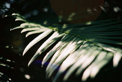 Close-up of leaf