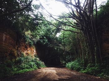 Trees in forest