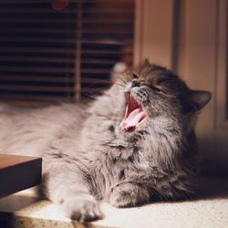 Close-up of cat yawning at home