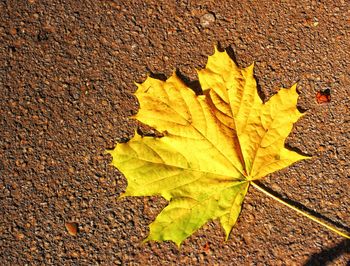 Close-up of yellow maple leaf