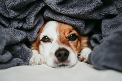 Close-up portrait of dog relaxing on bed