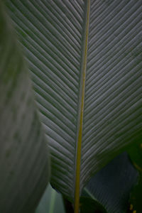 leaf