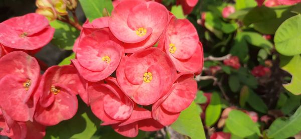 Close-up of pink rose flowers