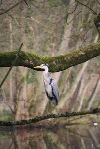 Gray heron perching on a tree