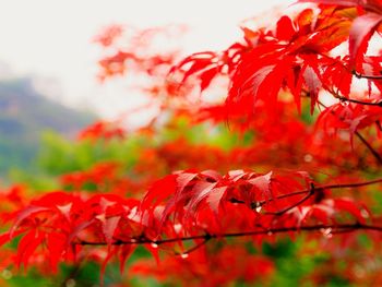 Close-up of leaves on branch