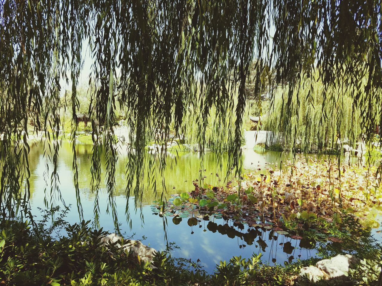 PLANTS GROWING BY LAKE AGAINST TREES