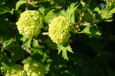 Close-up of flowering plant