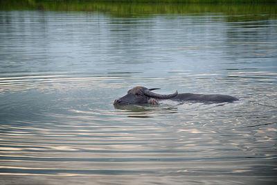 Buffalo swimming in lake